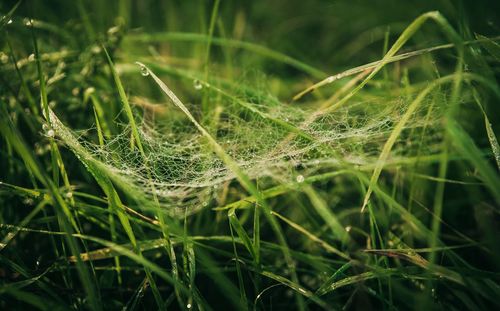 Close-up of spider web on grass