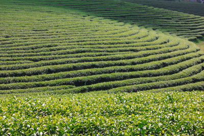 High angle view of corn field