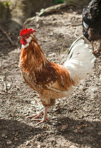 Close-up of rooster on field