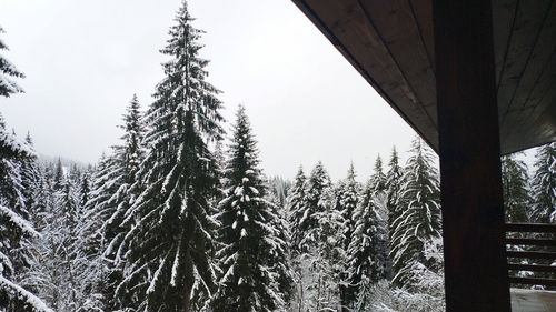 Low angle view of pine trees against sky during winter