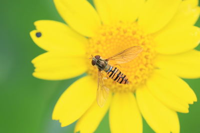 Close-up of insect on yellow flower