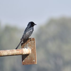 Close-up of bird perching on metal pole against sky