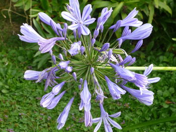 Close-up of purple flowering plant