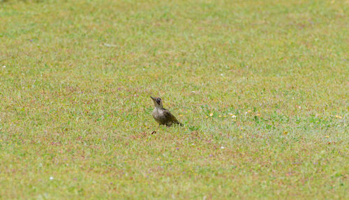 Bird perching on field