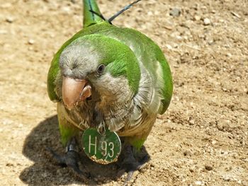 Close-up of bird eating outdoors