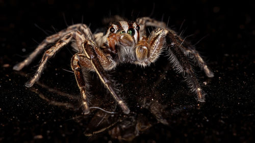 Close-up of spider