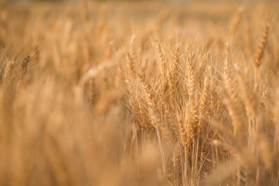 Close-up of wheat growing on field