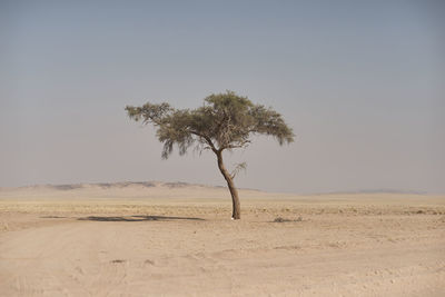 Tree on desert against clear sky