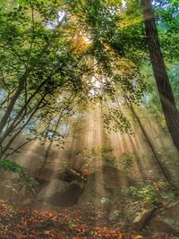 Trees in forest