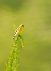 Close-up of bird perching on plant