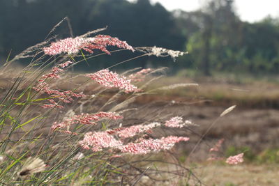 Close-up of pink flowering plants on land