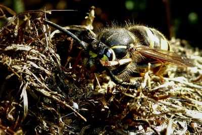 Close-up of bee pollinating on a field