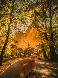 Cropped hand of person holding maple leaf during autumn