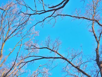 Low angle view of trees against blue sky