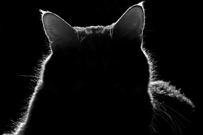 Close-up portrait of cat against black background