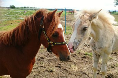 Horses standing on field