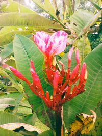 Close-up of pink flower growing on plant