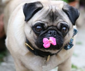 Close-up portrait of a pug with a flower in it's mouth
