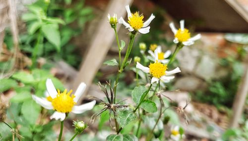 Close-up of white daisy flowers