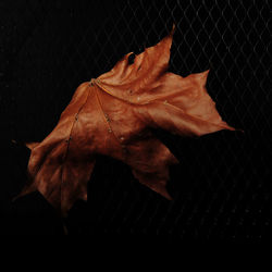 Close-up of dry maple leaf on black background