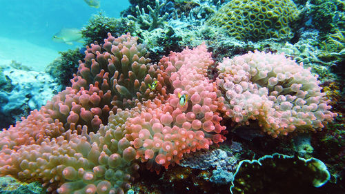 Close-up of coral in sea