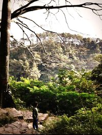 Trees growing on rocks