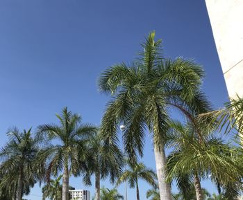Low angle view of coconut palm trees against blue sky