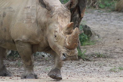 White rhinoceros standing in a field