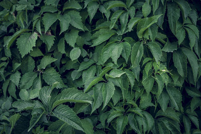 Full frame shot of green leaves