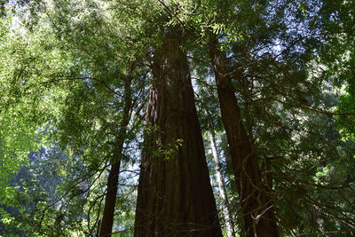 Low angle view of trees in forest