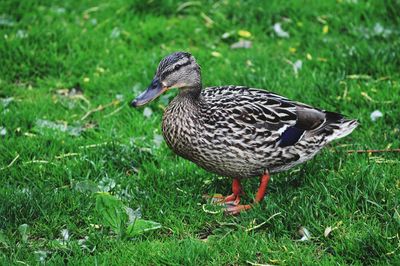 Mallard duck on field