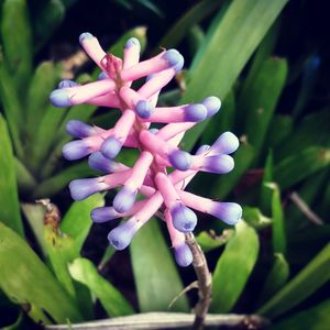 Close-up of flowers