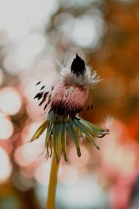 Close-up of honey bee on flower