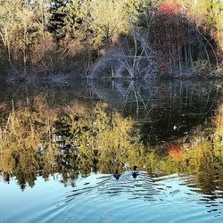 Reflection of trees in water