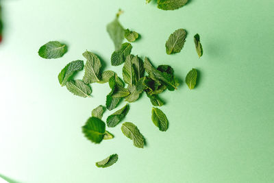 High angle view of leaves on table