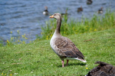 Duck on a field