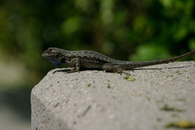 Close-up of lizard on rock