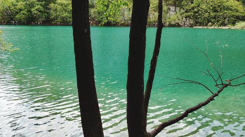 Scenic view of lake by trees