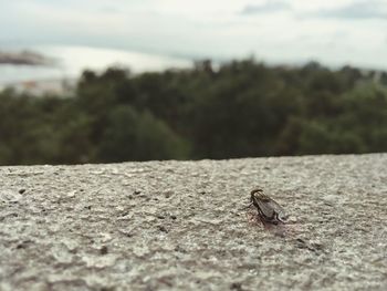 Close-up of insect on leaf