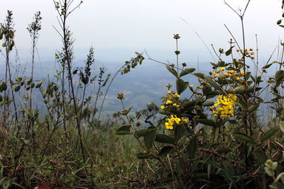 Close-up of yellow flowers blooming on field