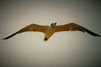 Low angle view of bird on tree