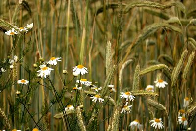 Close-up of white flowering plants on field