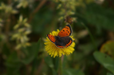 Close-up of butterfly pollinating on flower