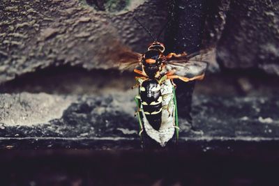 Close-up of insect