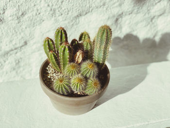 Close-up of potted plant