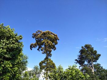 Low angle view of trees against blue sky