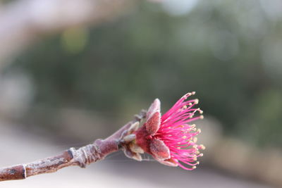 Close-up of pink flower bud