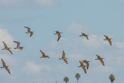 Low angle view of birds flying in sky