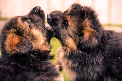 Close-up of two dogs