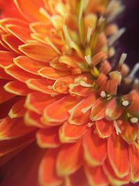 Macro shot of pink flower